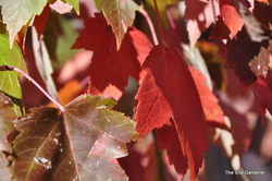 Acer rubrum 'Red Sunset' (Franksred) — photo 1
